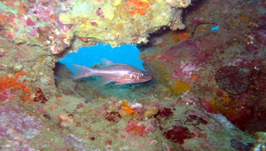 Ostorhinchus doederleini (稻氏鸚天竺鯛)縮圖