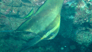 Platax orbicularis (圓眼燕魚)縮圖