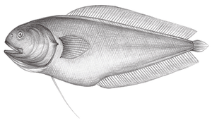 Porocephalichthys dasyrhynchus (毛吻孔頭鼬魚)縮圖