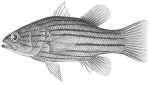 Liopropoma susumi (孫氏長鱸)縮圖