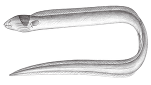 Ophichthus cephalozona (項斑蛇鰻)-資源代表圖