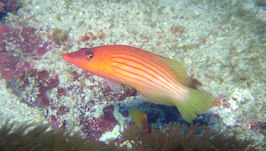 Pseudocheilinus octotaenia (八帶擬唇魚)-資源代表圖