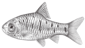 Puntius semifasciolatus (半紋小鲃)縮圖