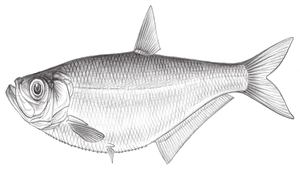 Ilisha elongata (長鰳)縮圖