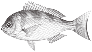 Paracaesio kusakarii (橫帶擬烏尾鮗)縮圖