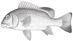 Plectorhinchus albovittatus (白帶胡椒鯛)縮圖
