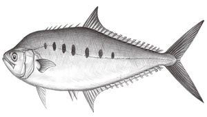 Scomberoides tol (托爾逆鈎鰺)縮圖