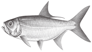Megalops cyprinoides (大海鰱)縮圖