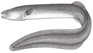 Anguilla bicolor pacifica (太平洋雙色鰻鱺)縮圖