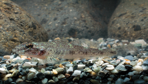 Glossogobius bicirrhosus (雙鬚叉舌鰕虎)縮圖