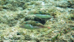 Canthigaster bennetti (笨氏尖鼻魨)縮圖