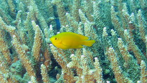 Pomacentrus moluccensis (摩鹿加雀鯛)縮圖