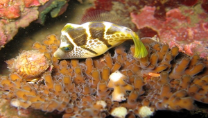 Paraluteres prionurus (鋸尾副革單棘魨)縮圖
