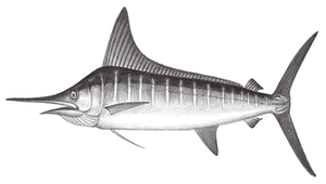 Kajikia audax (紅肉旗魚)縮圖