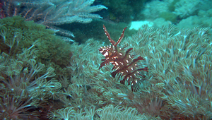 Novaculichthys taeniourus (帶尾新隆魚)