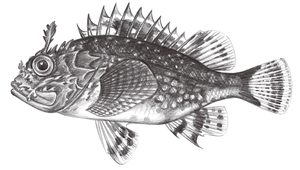 Parascorpaena picta (花彩圓鱗鮋)-資源代表圖