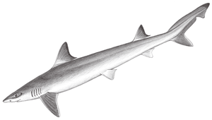 Hypogaleus hyugaensis (下盔鯊)縮圖