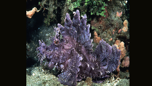 Rhinopias frondosa (前鰭吻鮋)
