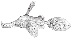 Solenostomus paradoxus (細吻剃刀魚)縮圖