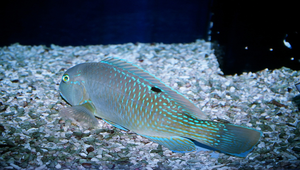 Choerodon schoenleinii (邵氏豬齒魚)縮圖