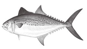 Scomberomorus koreanus (高麗馬加鰆)縮圖