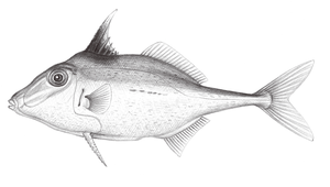 Triacanthus biaculeatus (雙棘三棘魨)縮圖