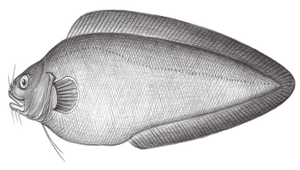 Brotula multibarbata (多鬚鼬魚)縮圖