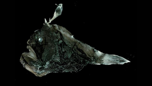 Himantolophus melanolophus (黑鞭冠鮟鱇)縮圖