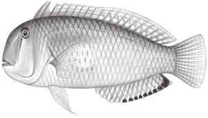 Iniistius melanopus (黑斑項鰭魚)縮圖