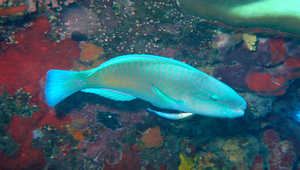 Chlorurus sordidus (藍頭綠鸚哥魚)縮圖