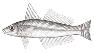 Sillago chondropus (砂大指鱚)縮圖