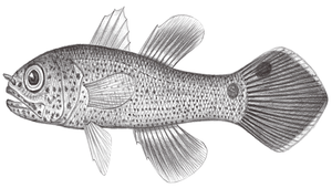 Pseudamia gelatinosa (犬牙擬天竺鯛)縮圖
