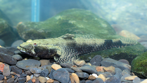 <i>Psammogobius biocellatus </i> (雙眼斑砂鰕虎)系列照片