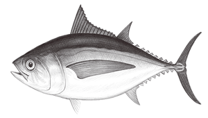 Thunnus obesus (大目鮪)縮圖