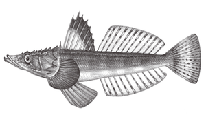 Grammoplites scaber (橫帶棘線牛尾魚)縮圖