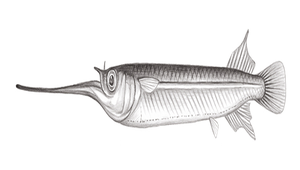 Zenarchopterus dunckeri (董氏異鱗鱵)縮圖