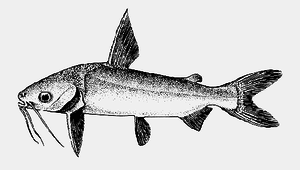 Plicofollis polystaphylodon (葡齒褶囊海鯰)縮圖
