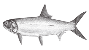 Elops machnata (大眼海鰱)縮圖