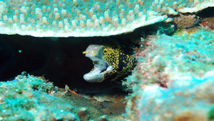 Echidna nebulosa (星帶蝮鯙)縮圖