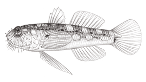 Barbuligobius boehlkei (髯毛鰕虎)縮圖