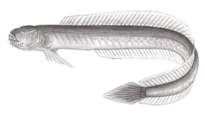 <i>Taenioides cirratus </i> (鬚鰻鰕虎)系列照片