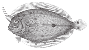 Grammatobothus krempfi (克氏雙線鮃)縮圖