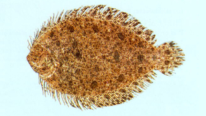 Asterorhombus intermedius (中間角鮃)-資源代表圖