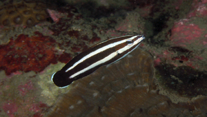 Labropsis manabei (曼氏褶唇魚)縮圖