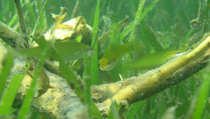 Stethojulis strigiventer (虹紋紫胸魚)-資源代表圖