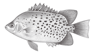 Scatophagus argus (金錢魚)-資源代表圖