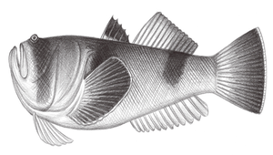 Uranoscopus bicinctus (雙斑鰧)縮圖