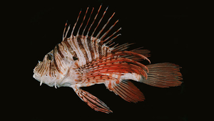 Pterois russelii (勒氏簑鮋)縮圖