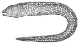 Gymnothorax neglectus (細花斑裸胸鯙)-資源代表圖