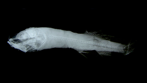 Bajacalifornia burragei (伯氏巴傑加州黑頭魚)縮圖